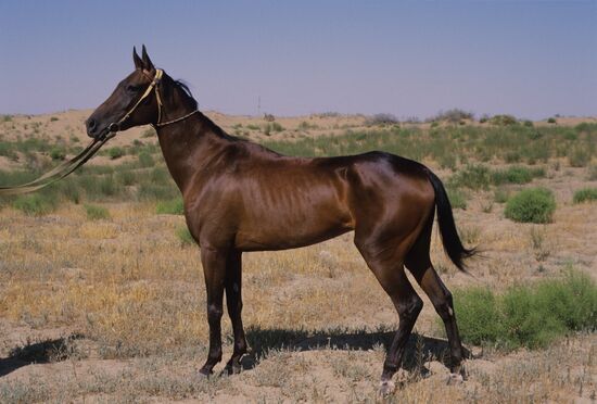 Komsomol Ashgabat breeding stud farm