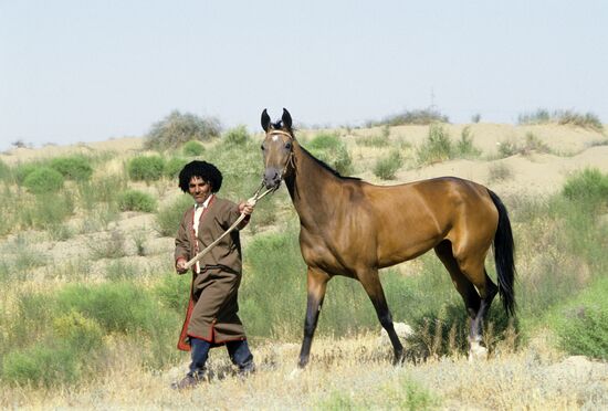 Komsomol Ashgabat breeding stud farm