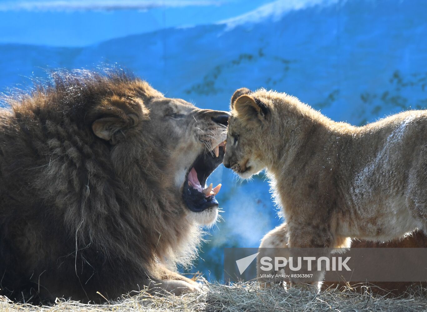 Russia Zoo Lion Cubs