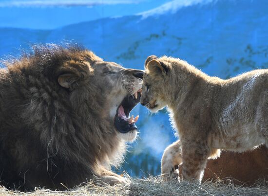 Russia Zoo Lion Cubs