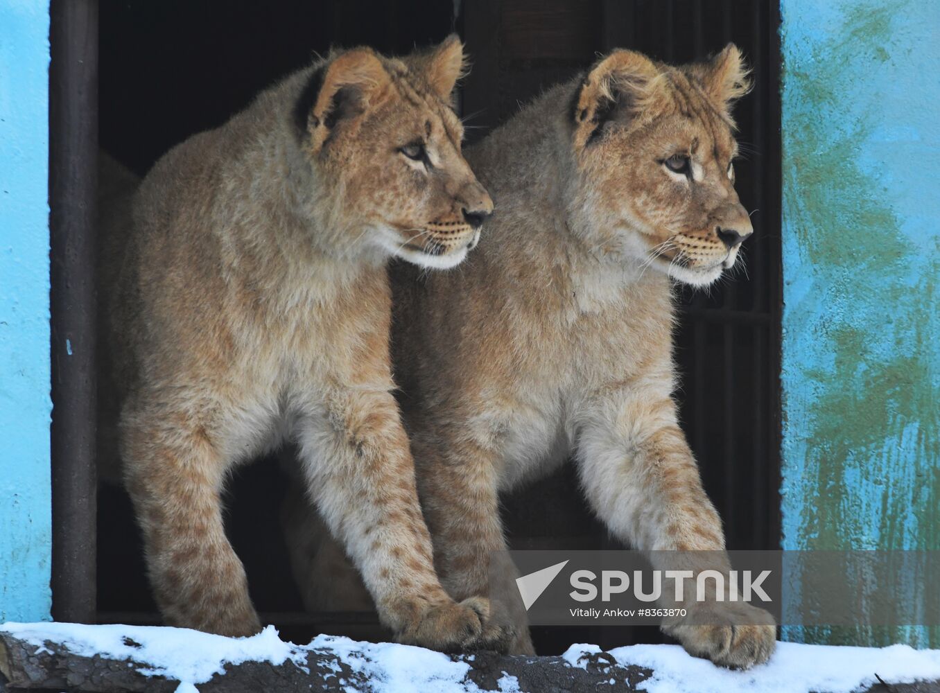 Russia Zoo Lion Cubs