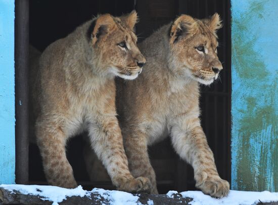 Russia Zoo Lion Cubs