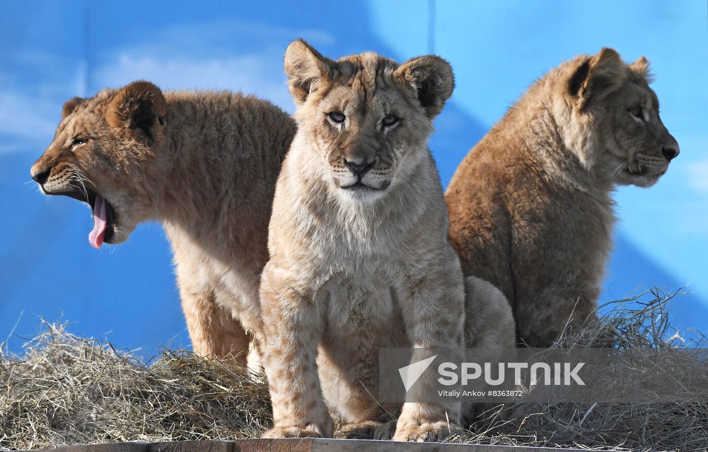 Russia Zoo Lion Cubs