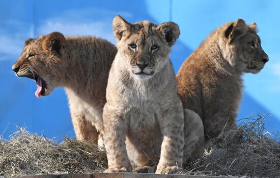 Russia Zoo Lion Cubs