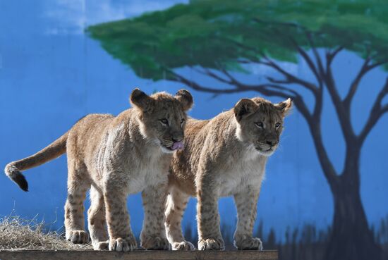 Russia Zoo Lion Cubs