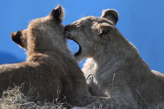 Russia Zoo Lion Cubs