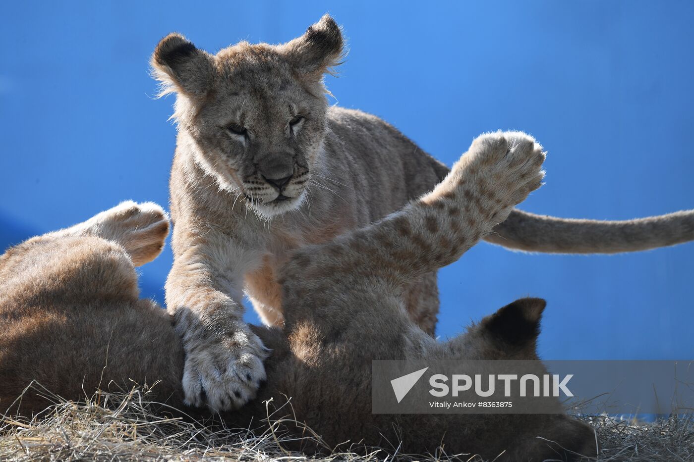 Russia Zoo Lion Cubs