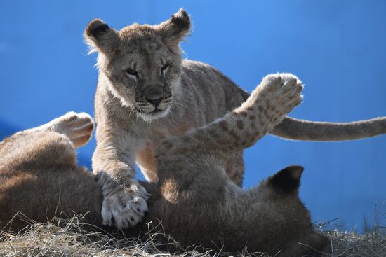 Russia Zoo Lion Cubs