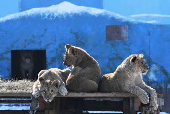 Russia Zoo Lion Cubs