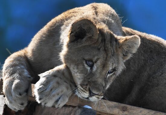 Russia Zoo Lion Cubs