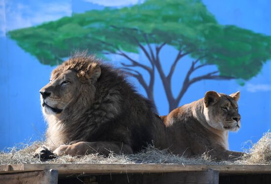 Russia Zoo Lion Cubs