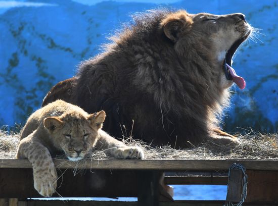 Russia Zoo Lion Cubs