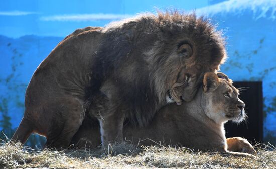 Russia Zoo Lion Cubs