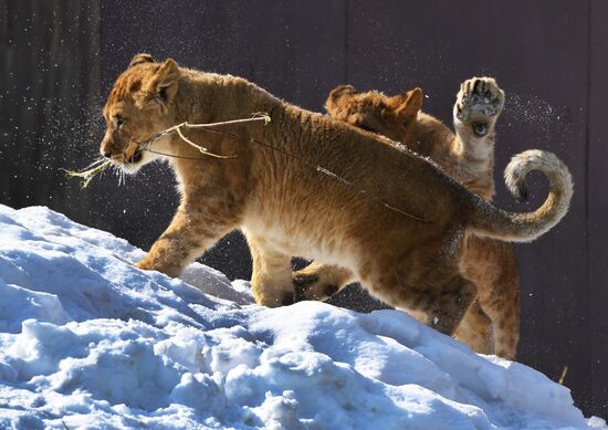 Russia Zoo Lion Cubs