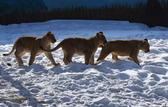 Russia Zoo Lion Cubs