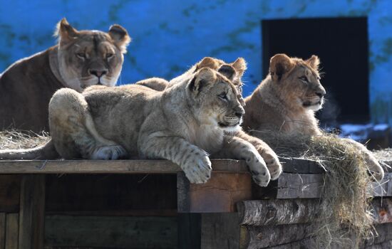 Russia Zoo Lion Cubs