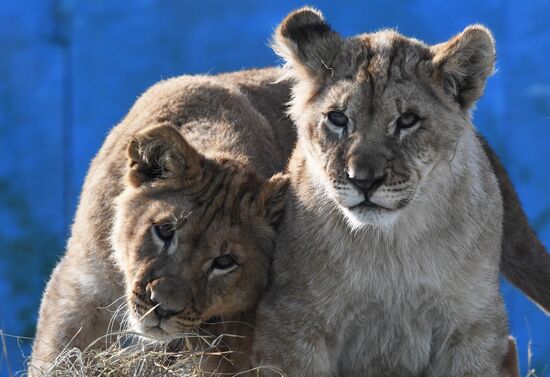 Russia Zoo Lion Cubs