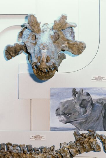 Orlov Paleontology Museum of Soviet Academy of Sciences