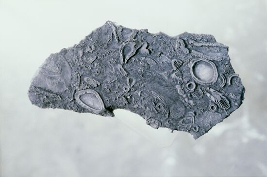 Orlov Paleontology Museum of Soviet Academy of Sciences