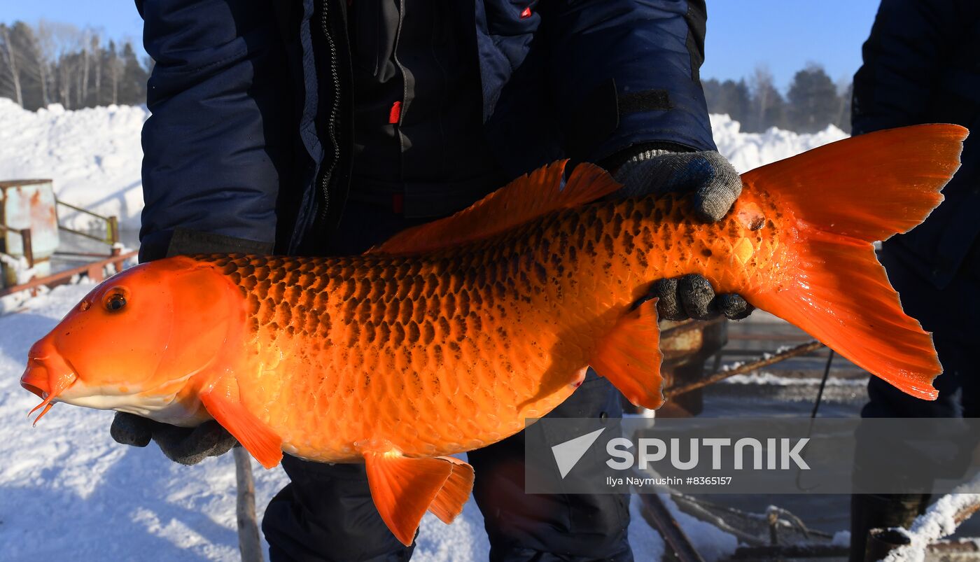 Russia Fish Farming