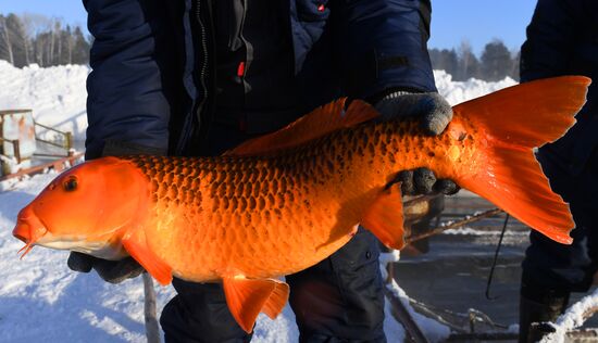 Russia Fish Farming