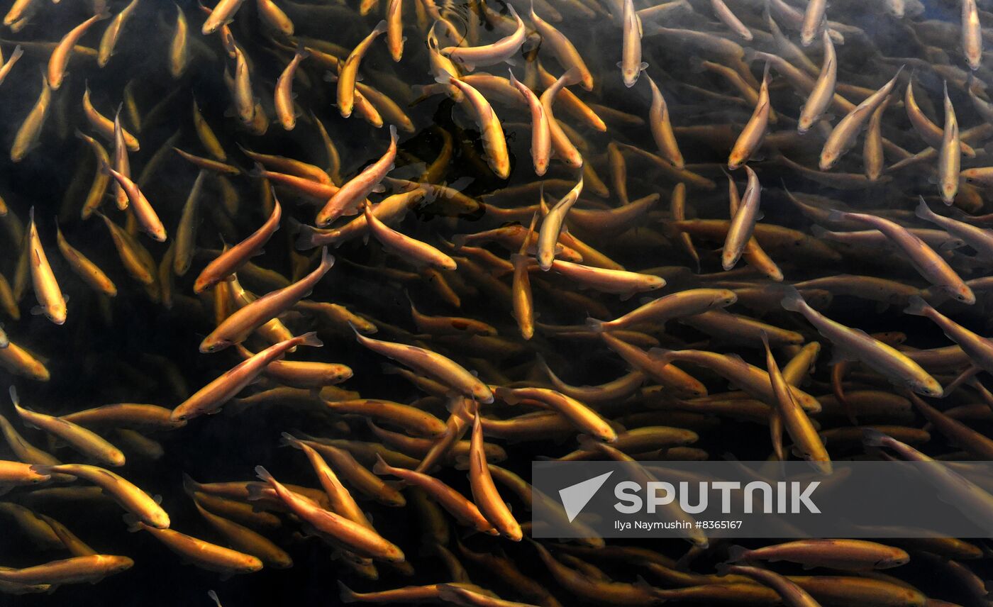 Russia Fish Farming
