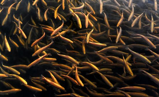 Russia Fish Farming