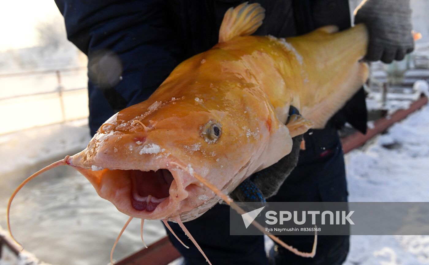 Russia Fish Farming