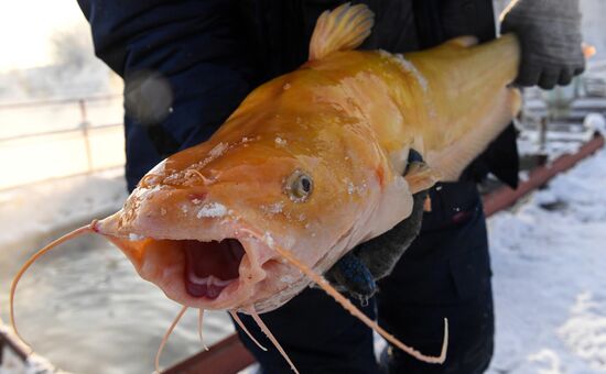 Russia Fish Farming