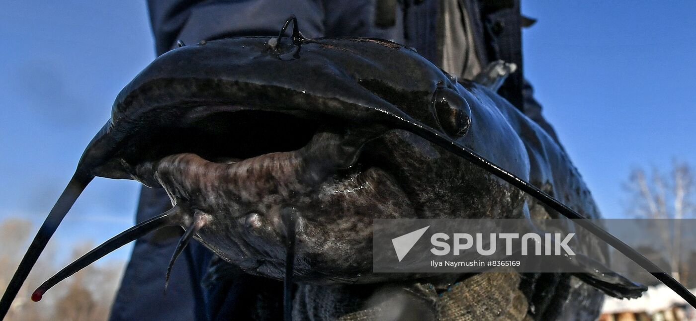 Russia Fish Farming