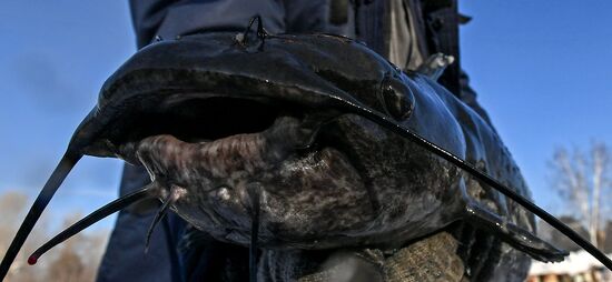 Russia Fish Farming