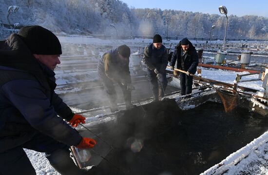 Russia Fish Farming
