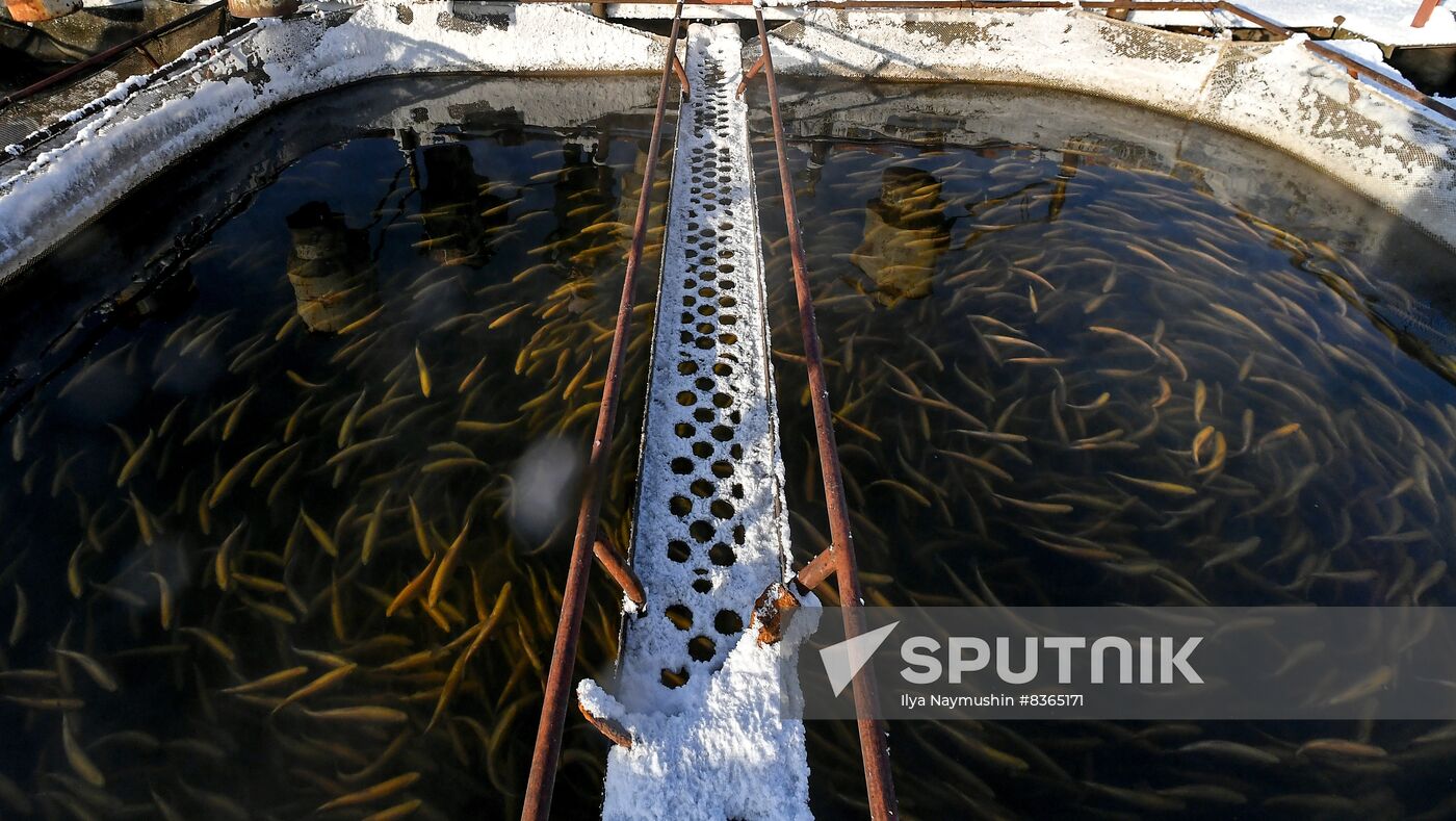Russia Fish Farming