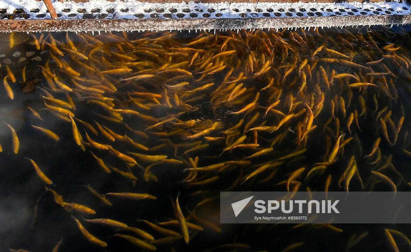 Russia Fish Farming