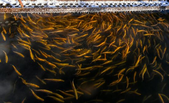 Russia Fish Farming