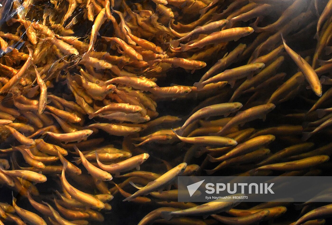 Russia Fish Farming