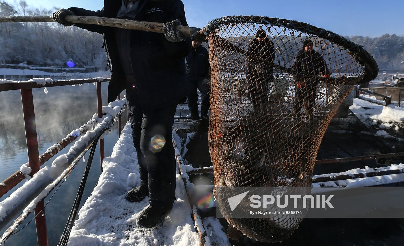 Russia Fish Farming