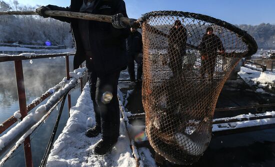 Russia Fish Farming