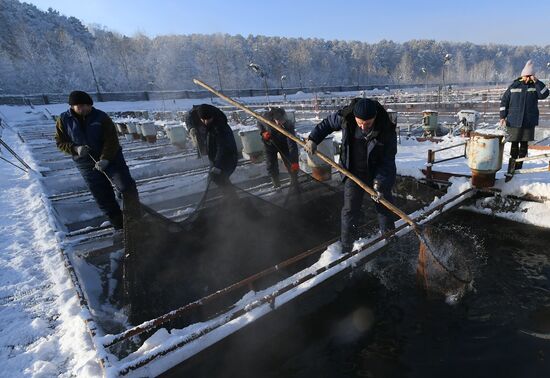Russia Fish Farming