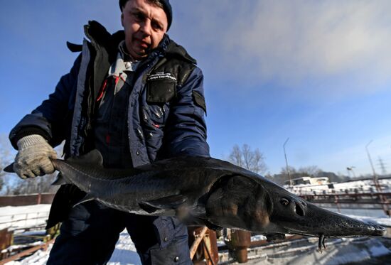 Russia Fish Farming