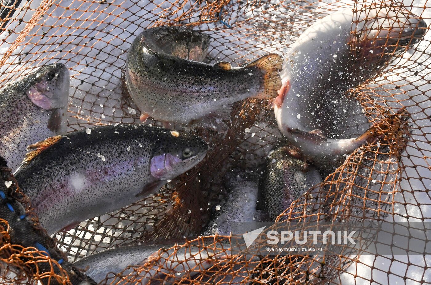 Russia Fish Farming