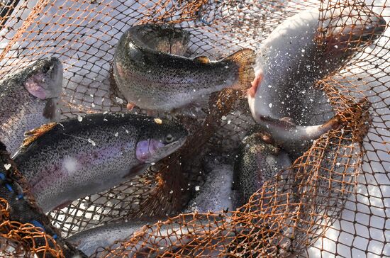 Russia Fish Farming