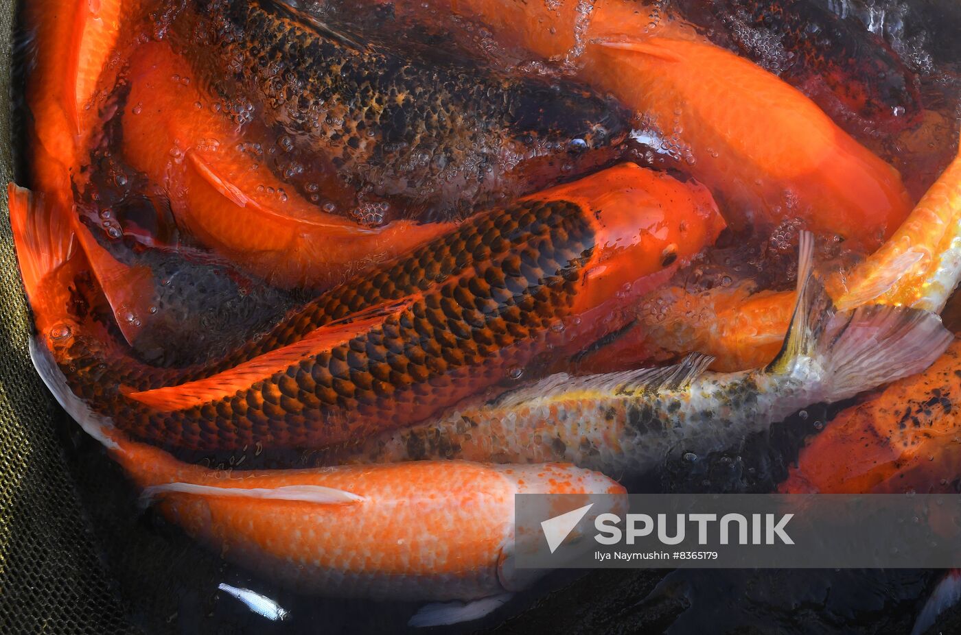 Russia Fish Farming
