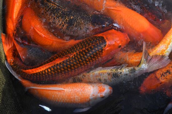 Russia Fish Farming