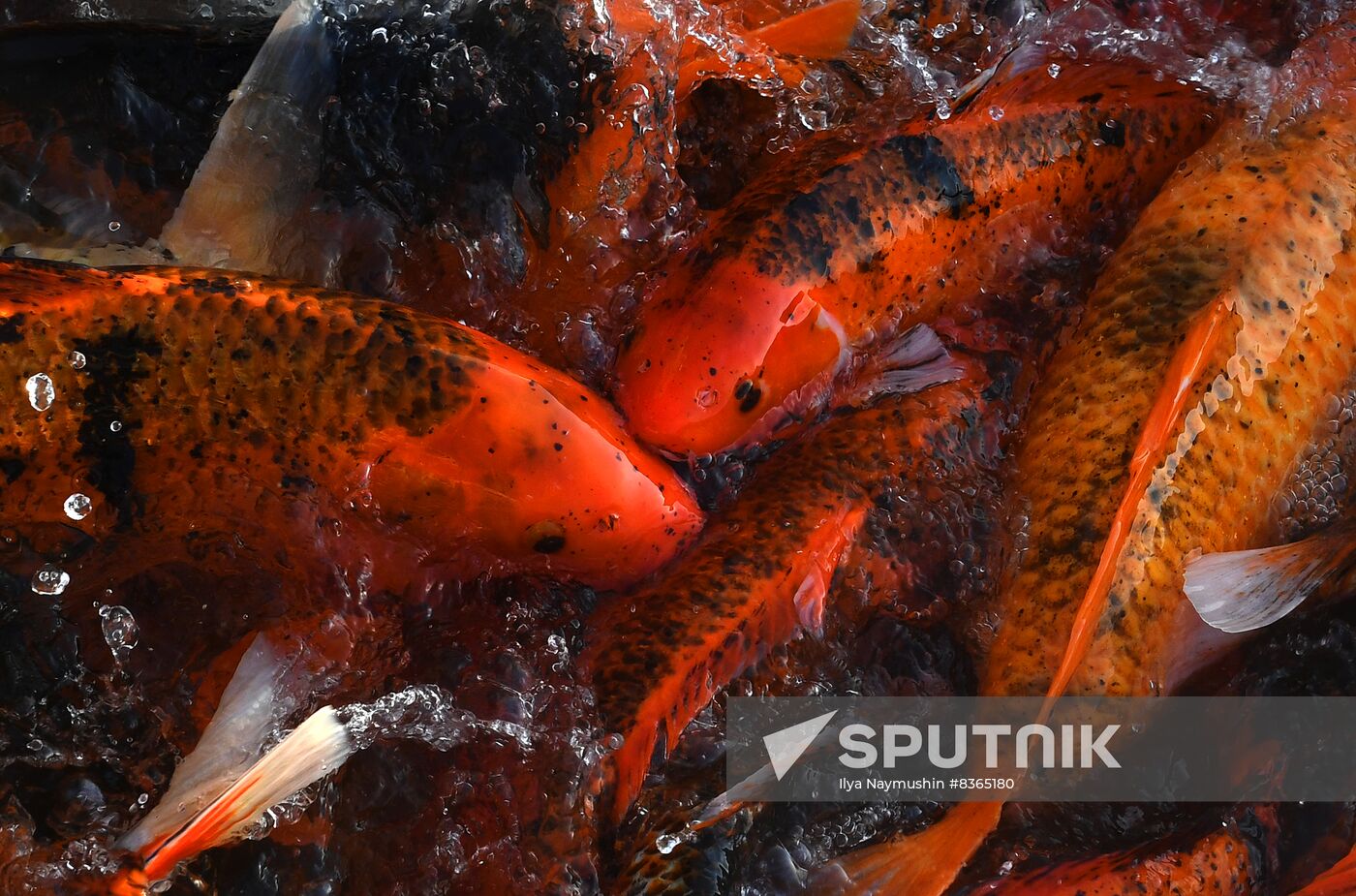 Russia Fish Farming