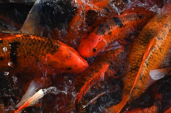 Russia Fish Farming