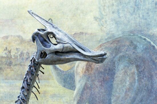Orlov Paleontology Museum of Soviet Academy of Sciences