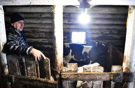 Russia Agriculture Cattle Health