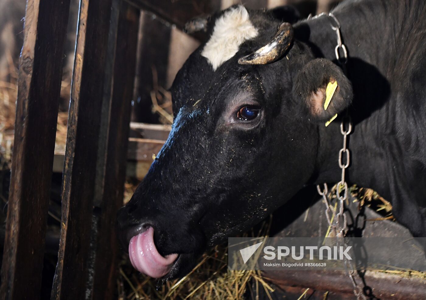 Russia Agriculture Cattle Health