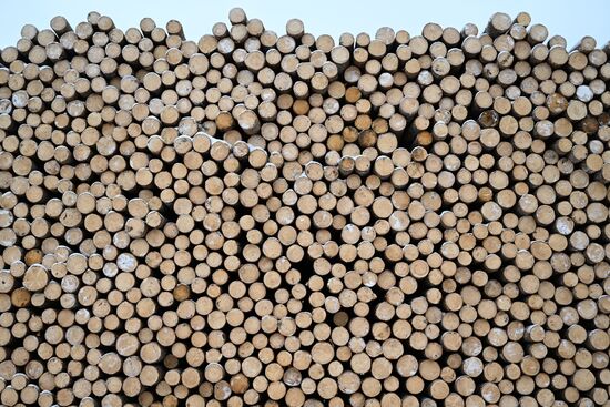 Russia Timber Industry